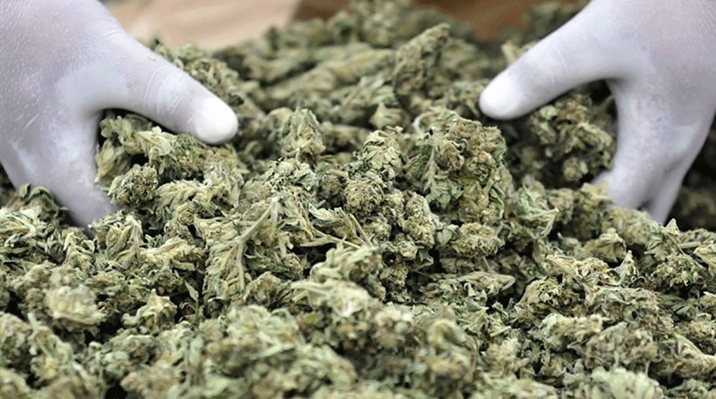 Τρίπολη: Εντοπίστηκε φυτεία με περίπου 500 δενδρύλλια κάνναβης